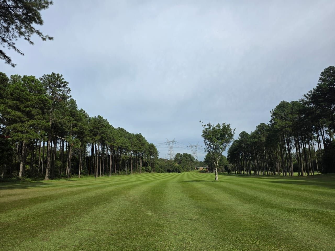 Gramado listrado do campo entre fileiras de pinheiros